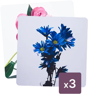 Flowers for purchase