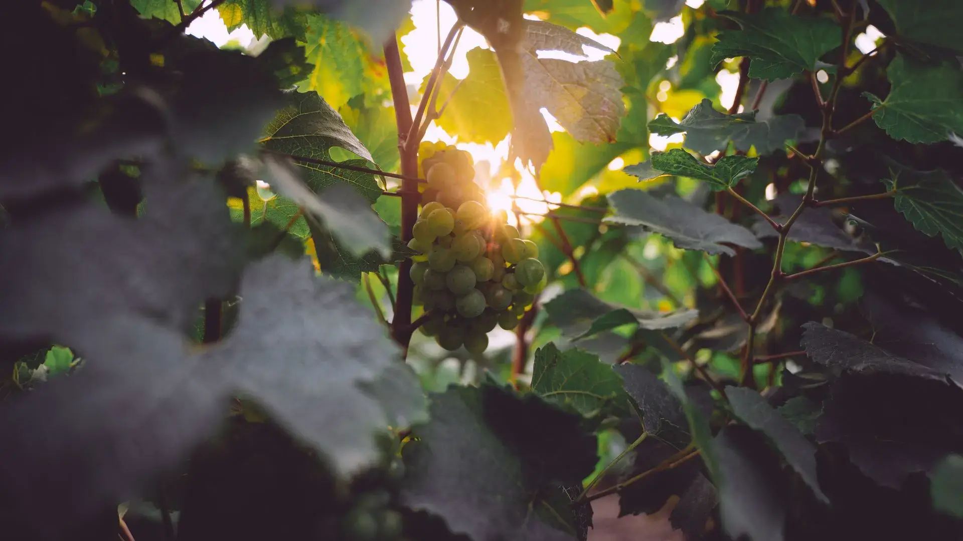 Grapes from the Domaine du Chant d'Éole