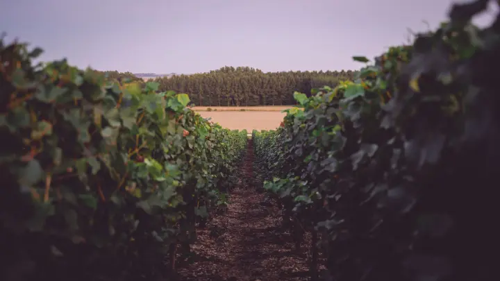 Vines of the Domaine du Chant d'Éole