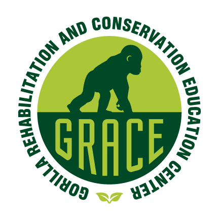 Gorilla Rehabilitation and Conservation Education (GRACE)