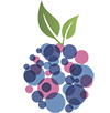 Blueberries de San Rafael SAS
