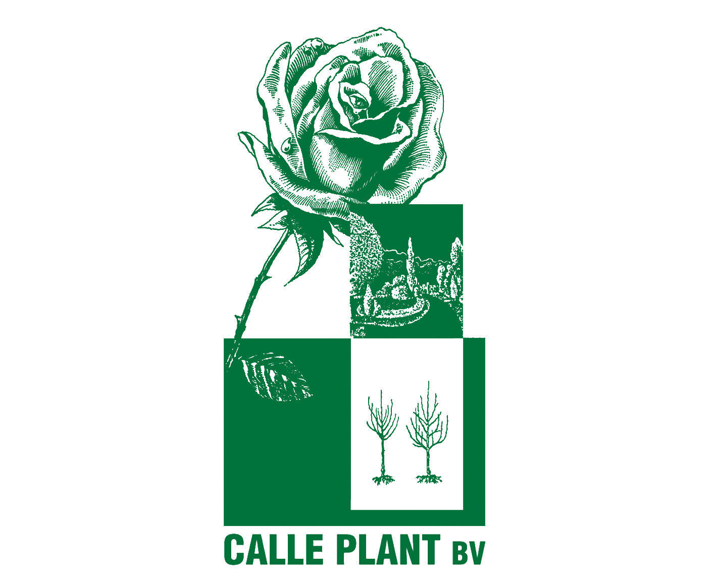 Calle Plant