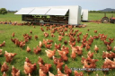 Chicken Caravan