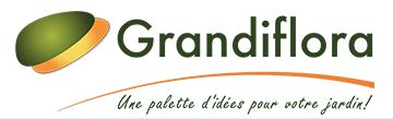 Grandiflora